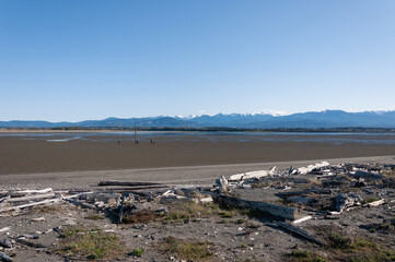 A landscape shot of dried wooden trunks at Dungeness Spit shore, Olympic Peninsula, USA