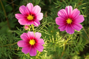 Fototapeta premium コスモス