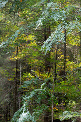 Fototapeta premium Die Lechtaler Alpen im Herbst
