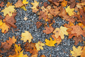 Gray small stone gravel background texture with fallen autumn leaves