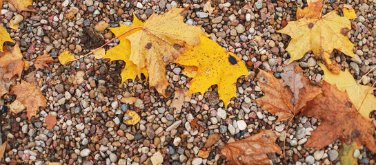 Gray small stone gravel background texture with fallen autumn leaves