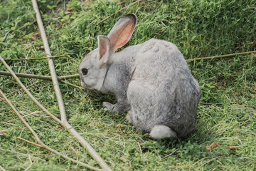 かわいいうさぎ、グレー