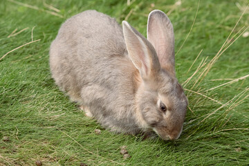 かわいいうさぎ、グレー