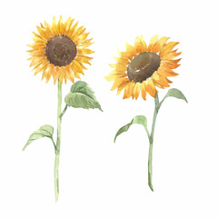 Beautiful floral set with two watercolor hand drawn sunflowers. Stock illustration.