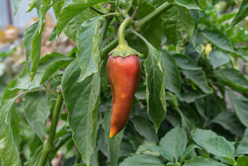 Red pepper grows in the garden