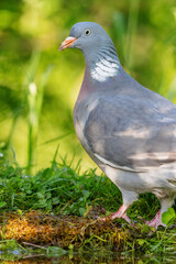 Common wood pigeon (Columba palumbus) sitting at a pond in spring.