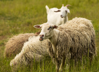 sheep in nature on the grass