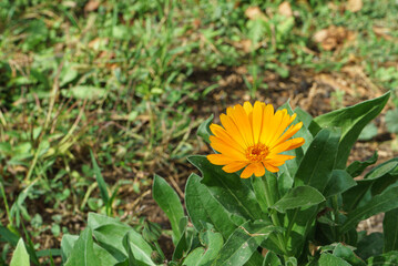 Calendula grows in the garden