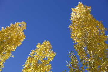 Bright yellow trees against a clear blue sky. Isolated tree with bright yellow autumn foliage...