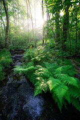 Forest in the morning