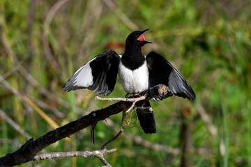 Elster // Common Magpie (Pica pica)