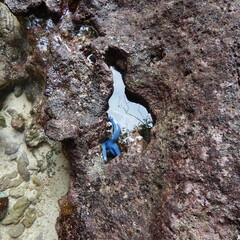 Blue sea star hide in the rock opening during low tide