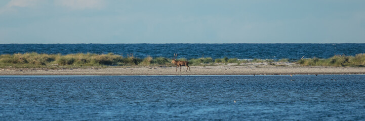 hirsch am meer