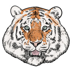 Vintage hand drawn sketch colored tiger head
