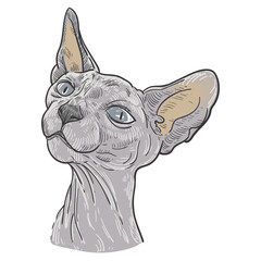 Vintage hand drawn sketch  colored sphynx cat