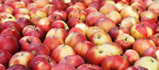 Many Fresh red apples background. harvest concept.