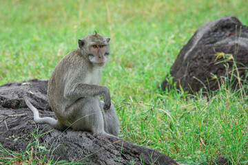Naklejka na ściany i meble a long tailed macaque macaca fascicularis resting on a rock in the middle of grassfield with bokeh background