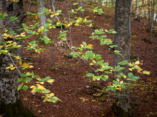 Autunno nel Parco Nazionale della Maiella