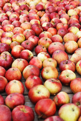 Many Fresh red apples background. harvest concept.