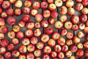 Many Fresh red apples background. harvest concept.