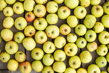 Many Fresh green apples background. harvest concept.