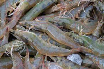 Closeup live shrimps of Pacific white shrimp or White leg shrimp (Litopenaeus Vannamei) in the aquaculture farm