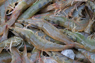 Closeup live shrimps of Pacific white shrimp or White leg shrimp (Litopenaeus Vannamei) in the...