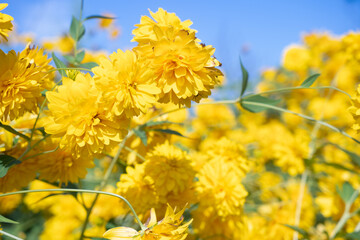 yellow flowers.