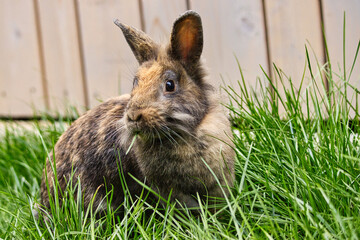 Cute rabbit eating green tasty grass