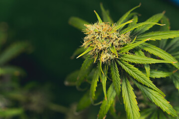 Cannabis plant . Marijuana flowers in bloom and green leaves. High quality photo