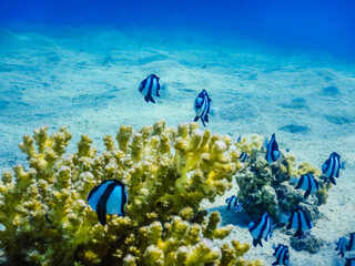 Fototapeta na wymiar lot of little damsel fishes hover over yellow corals with blue water