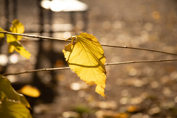 Obraz premium autumn leaves on the tree