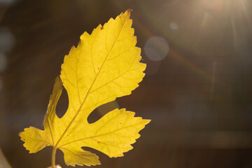 autumn leaves on the ground