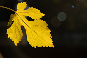 autumn leaves on a black background
