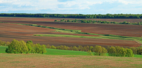 Fototapeta na wymiar landscape with a field and trees