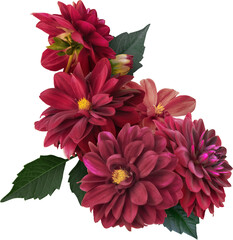 Red dahlia isolated on a transparent background. Floral arrangement, bouquet of garden flowers. Can...