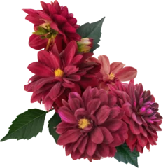 Foto op Plexiglas Red dahlia isolated on a transparent background. Floral arrangement, bouquet of garden flowers. Can be used for invitations, greeting, wedding card. © RinaM