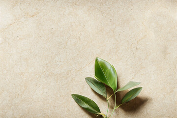 green leaves on a beige background flat lay3d illustration