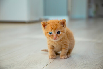 Fototapeta na wymiar Cute red kitten in flat.