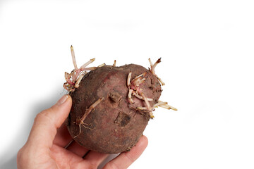 A close-up shot of a potato with sprouts highlighted on a white background