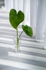 Monstera sprout stands in a vase with water near the window. Propagation of houseplant monstera.