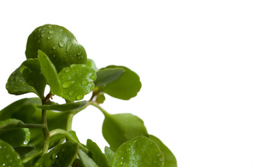 Close up view of a Kalanchoe plant isolated on white. 