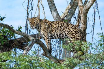 Jaguar standing among branches high up in a tree in the Pantanal - overlooking surroundings