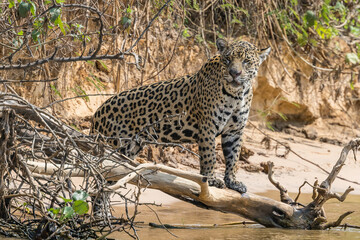 Jaguar with forelegs on a fallen tree on the bank of a river in the Pantanal
