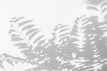 SShadow and sunshine of leaves reflection. Jungle tree gray darkness shade and lighting on concrete wall wallpaper, shadows overlay effect, mockup design. Black and white foliage background