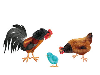 coq, poule, oiseau, ferme, oeuf, coloré, étonné, étonnant, regardant, français, domestique, couple, nature, volaille, lgbt, poussin, bleu, rose, vert, drapeau, nationaliste, Européen, 