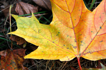 Naklejka na ściany i meble autumn maple leaf on the ground