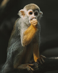 Naklejka na ściany i meble closeup monkey at the zoo