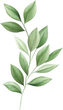 green leaves watercolor botanical branch clip art preview