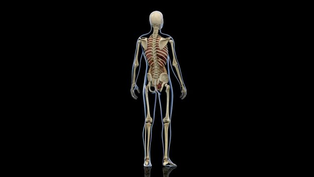 人体男性の骨格と内蔵